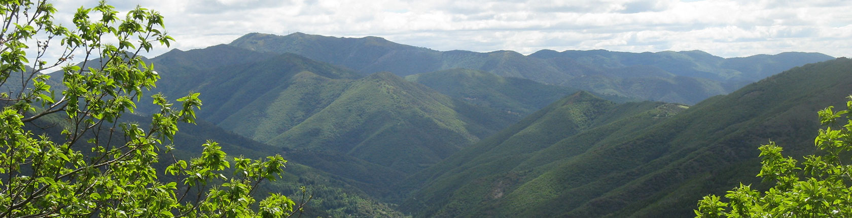gal cevennes