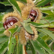 Châtaigne, fruit emblématique des Cévennes