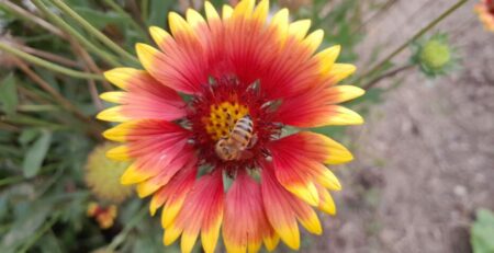 Fleur jardin partagés de Sauve