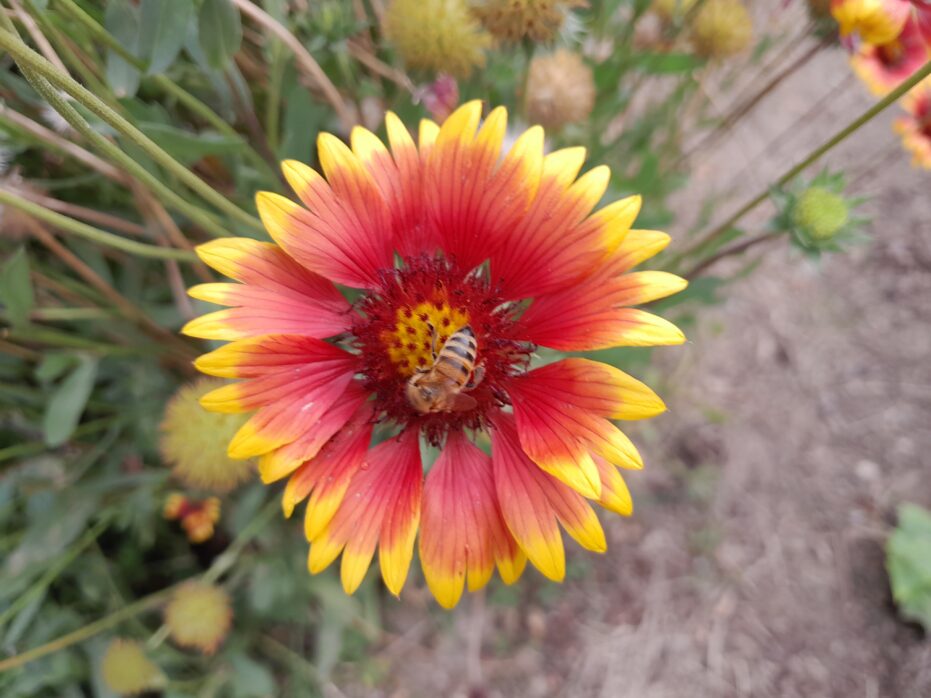 Fleur jardin partagés de Sauve