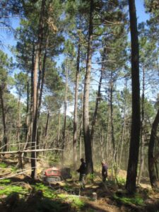 Éclaircie forêt cévenole